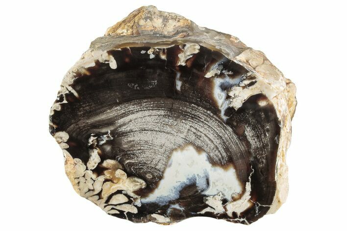 Petrified Peanut Wood Section - Australia #239836